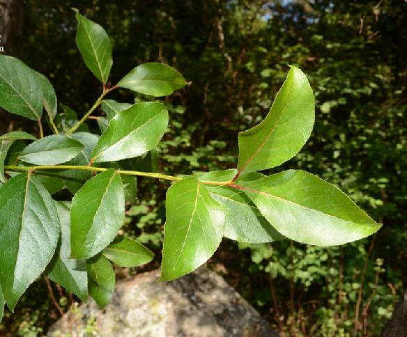  p>滇杨(学名: i>populus yunnanensis /i> dode)是杨柳科杨属植物