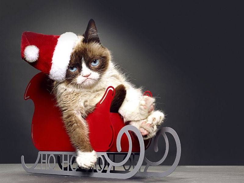  p>不爽猫(grumpy cat)又名 a target="_blank" href="/item/暴躁猫">