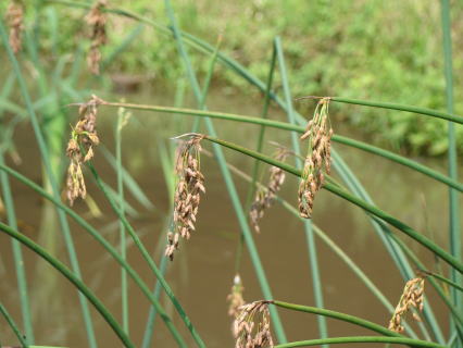 科/6767725" data-lemmaid="6767725">莎草科 /a>莎草属的一种植物