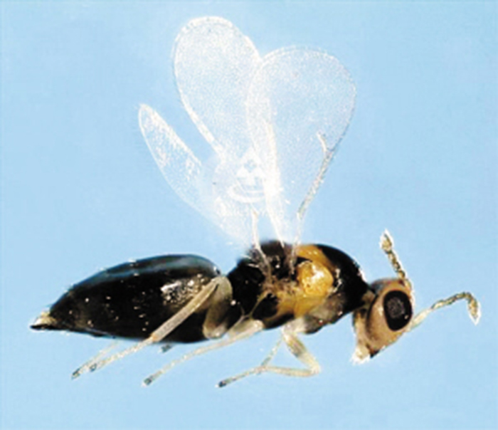 quadrastichus erythrinae kim