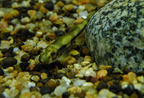  p>厚唇原吸鳅,学名: i>yaoshania pachychilus  /i>(chen, 1980) ,为