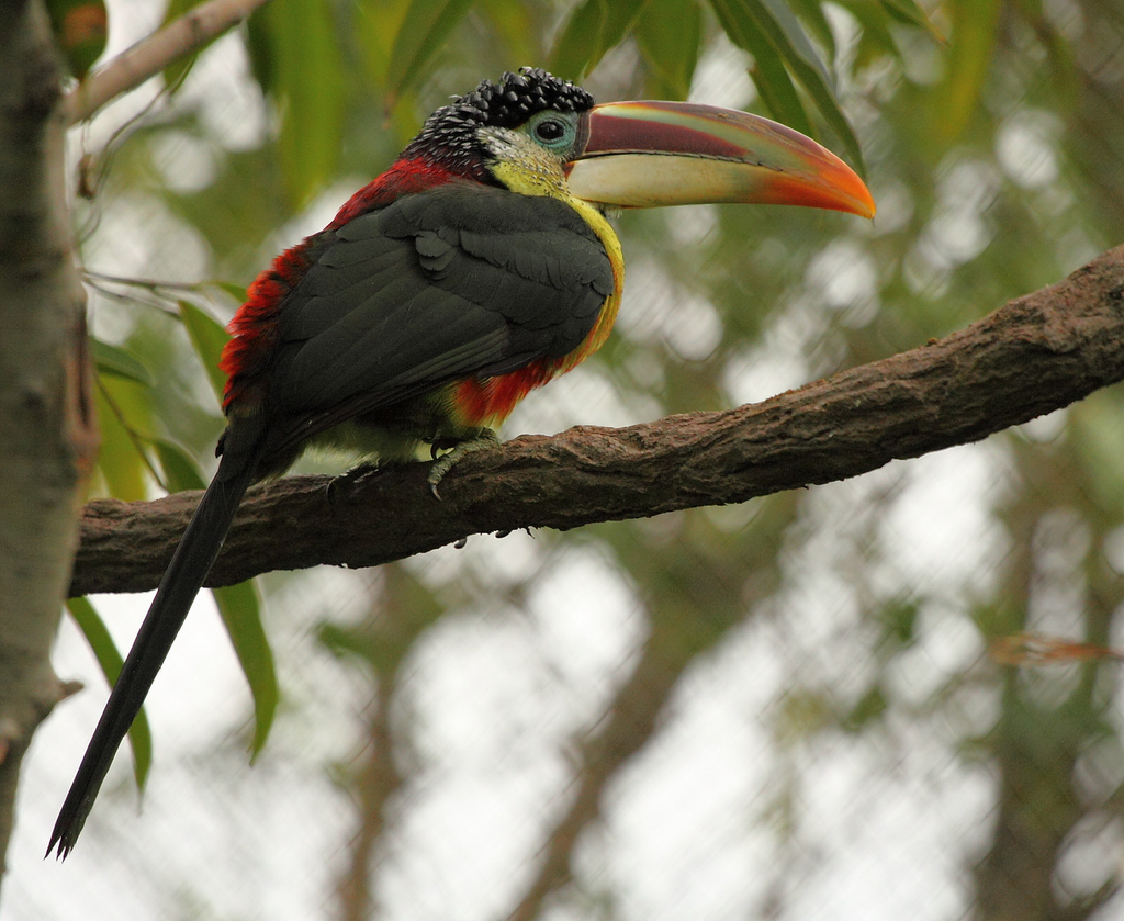  p>曲冠簇舌巨嘴鸟是中型攀禽,以树洞为巢,外形略似犀鸟,是巨嘴鸟中为