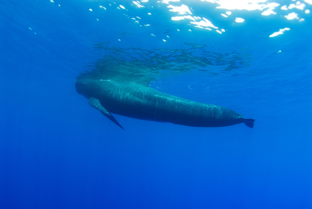 long-finned pilot whale
