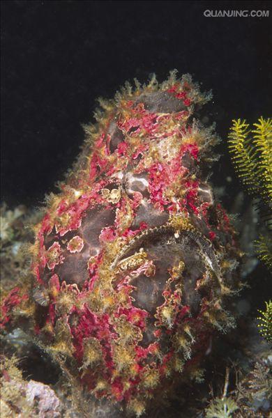 今非昔比鮟鱇鱼