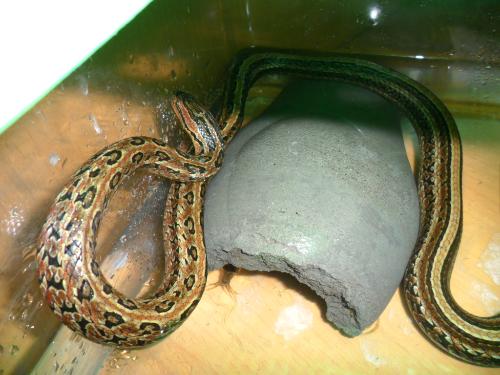 href="#" data-lemmaid="8833109">水游蛇 /a>)生活在山间溪流,平原