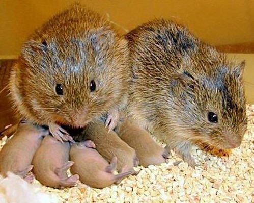  p>布氏田鼠(学名: i>lasiopodomys brandtii /i>),别称 a href="#"