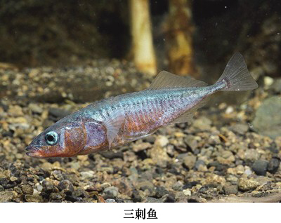 刺鱼（鱼类一种）_百度百科