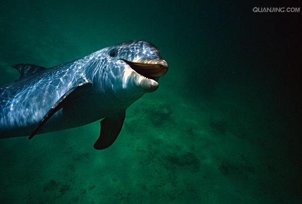  p>宽吻海豚, i>tursiops truncatus  /i>(montagu, 1821), a target=