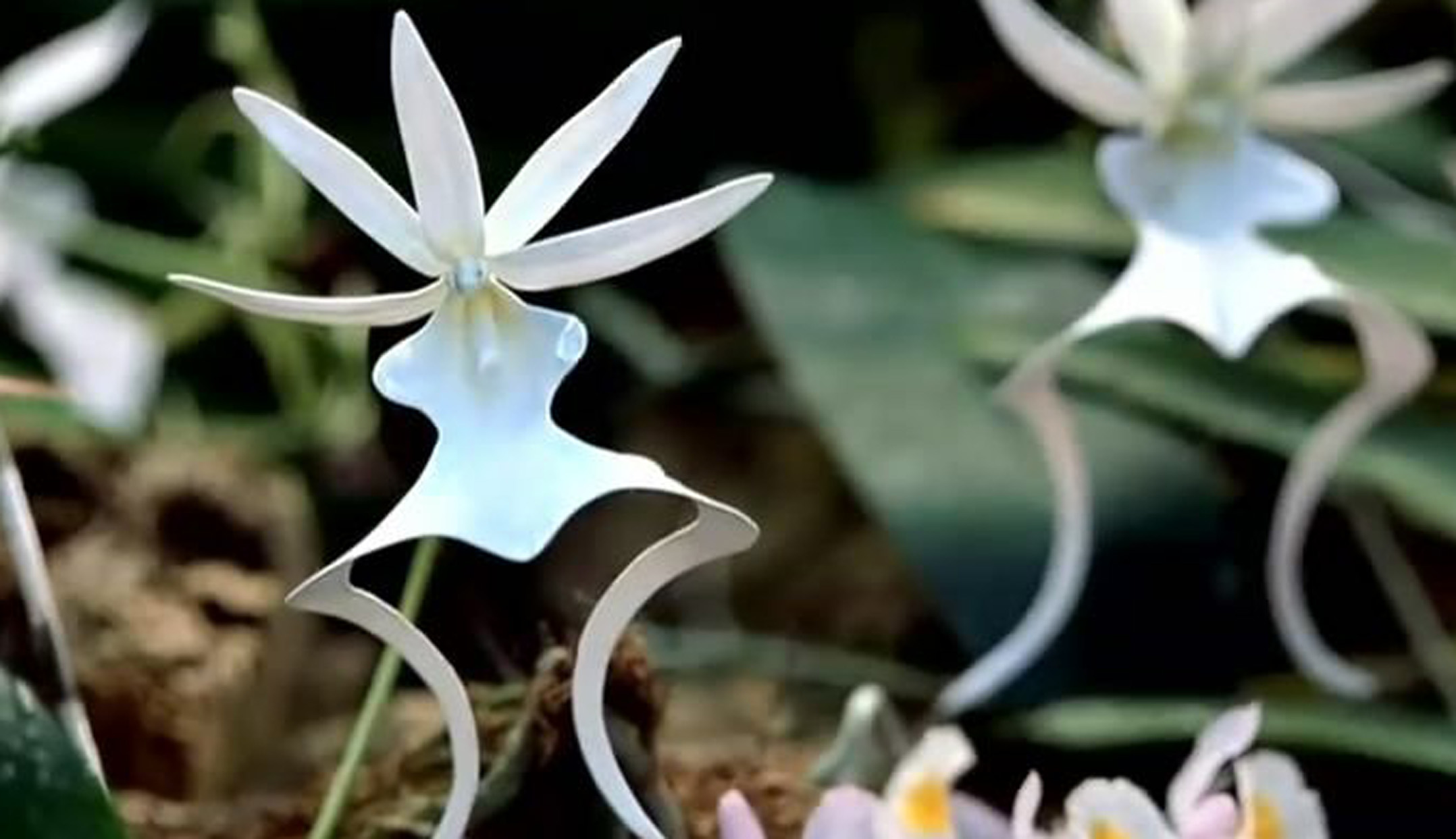 dendrophylax lindenii