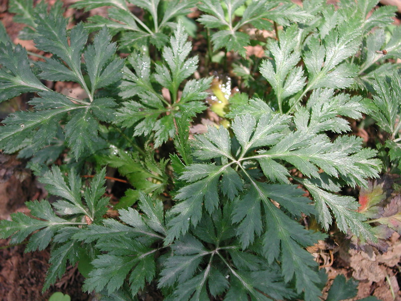 是 a target="_blank" href="/item/毛茛科">毛茛科 /a>,黄连属