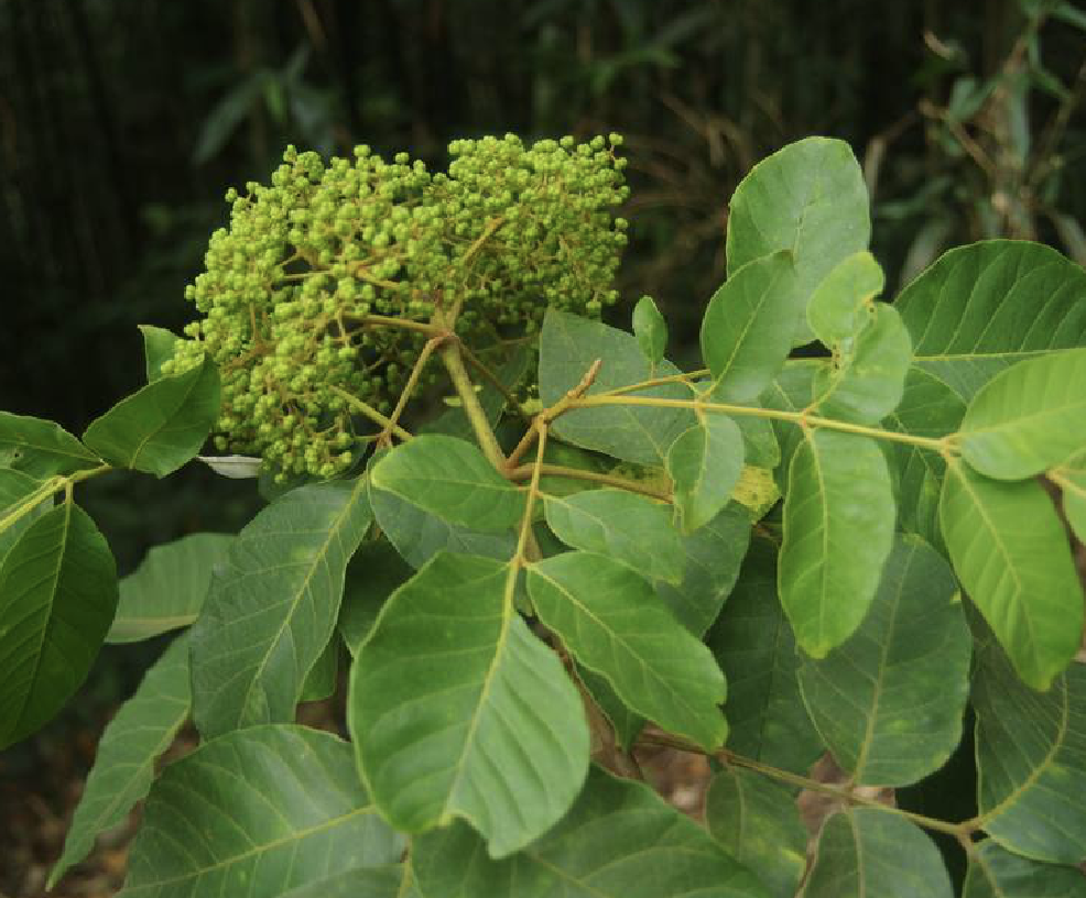 苦楝树叶治疗皮肤病(苦楝树叶煮水洗澡治皮肤痒)