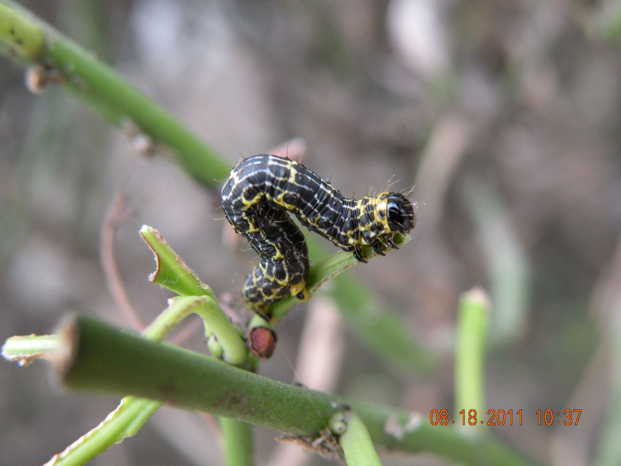丝棉木金星尺蠖