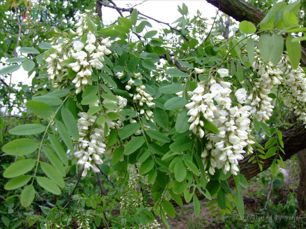 是豆科,刺槐属植物.落叶乔木,高10-25米;树皮灰褐色至黑褐色.