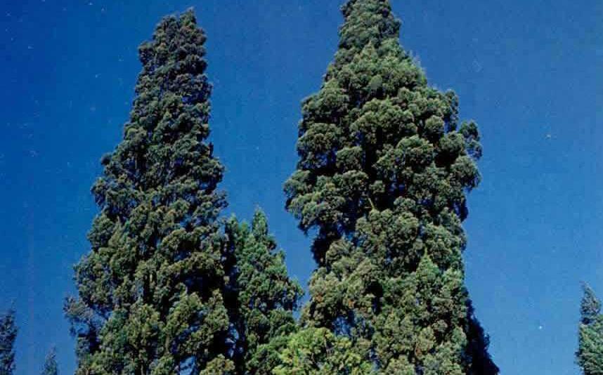  p>干香柏(学名: i>cupressus duclouxiana  /i>hickel)是柏科,柏木属