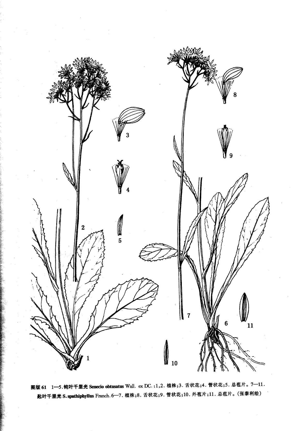 ex dc.)是菊科千里光属植物钝叶千里光的全草. /p>