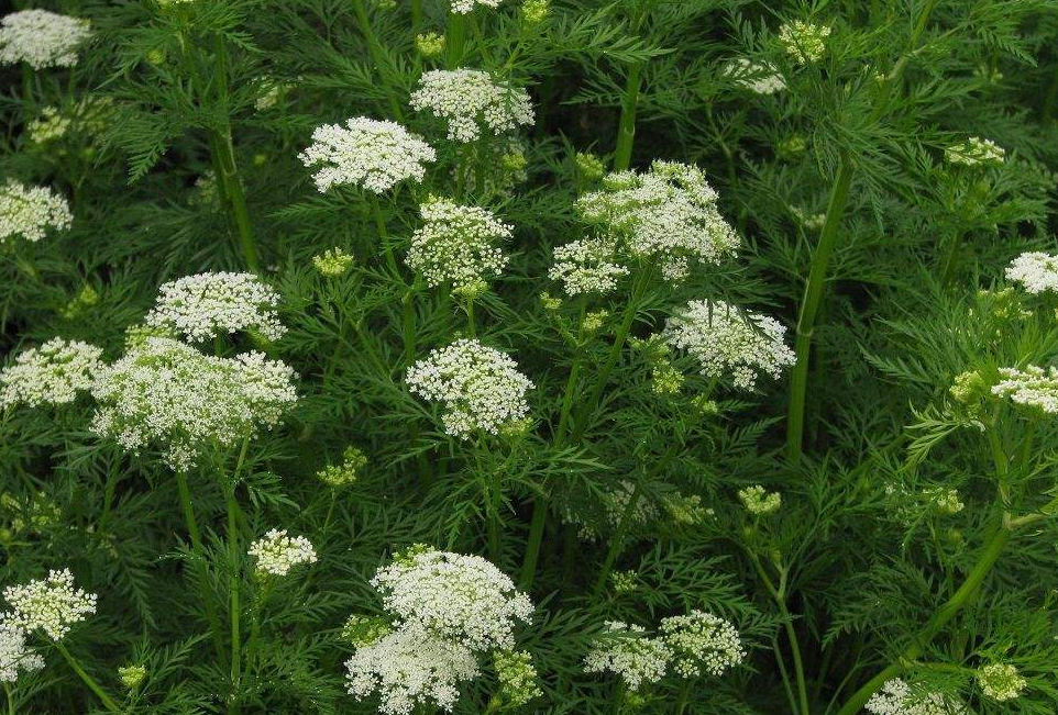  p>葛缕子属(学名: i>carum l.