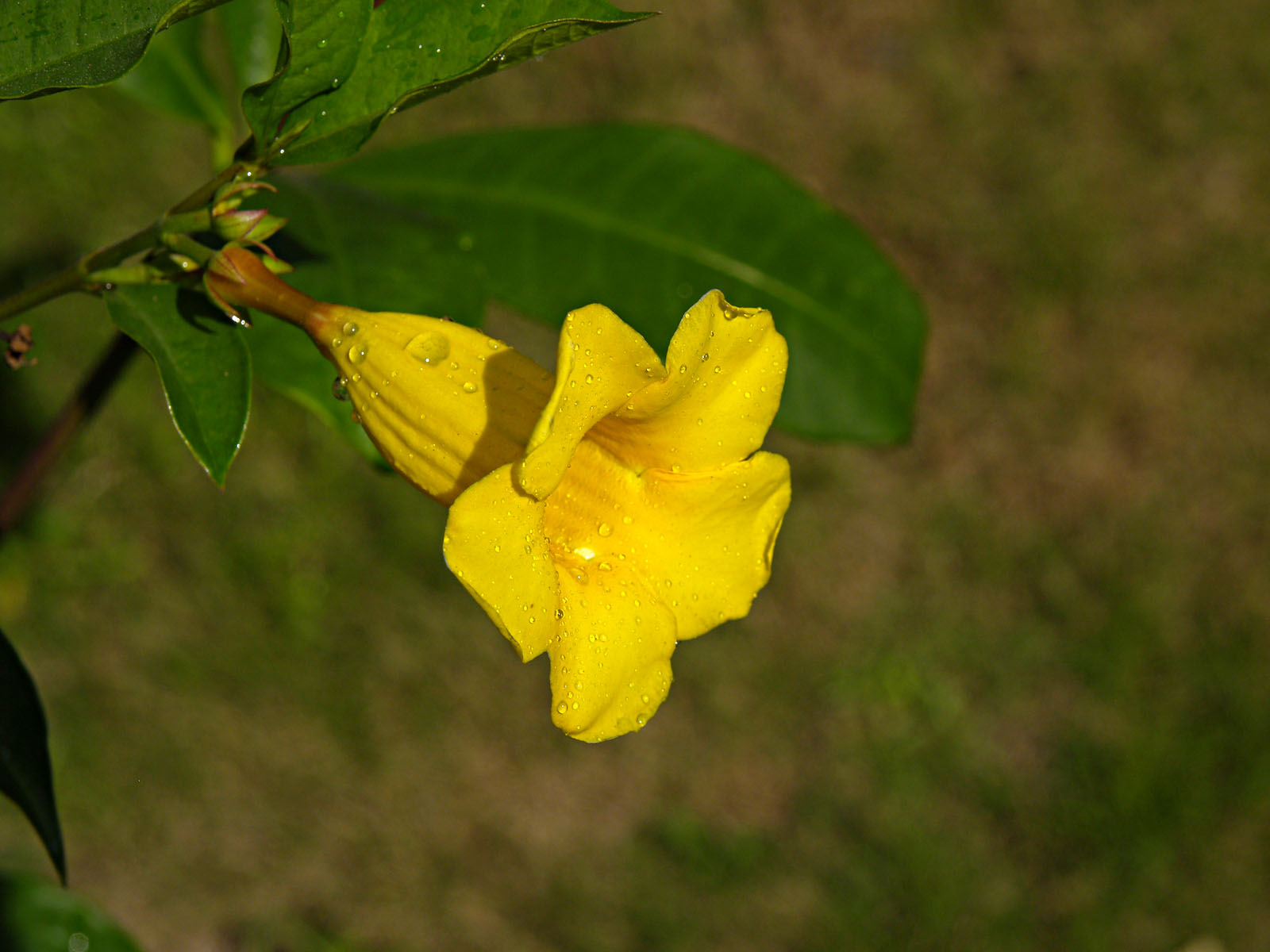 allamanda cathartica l.