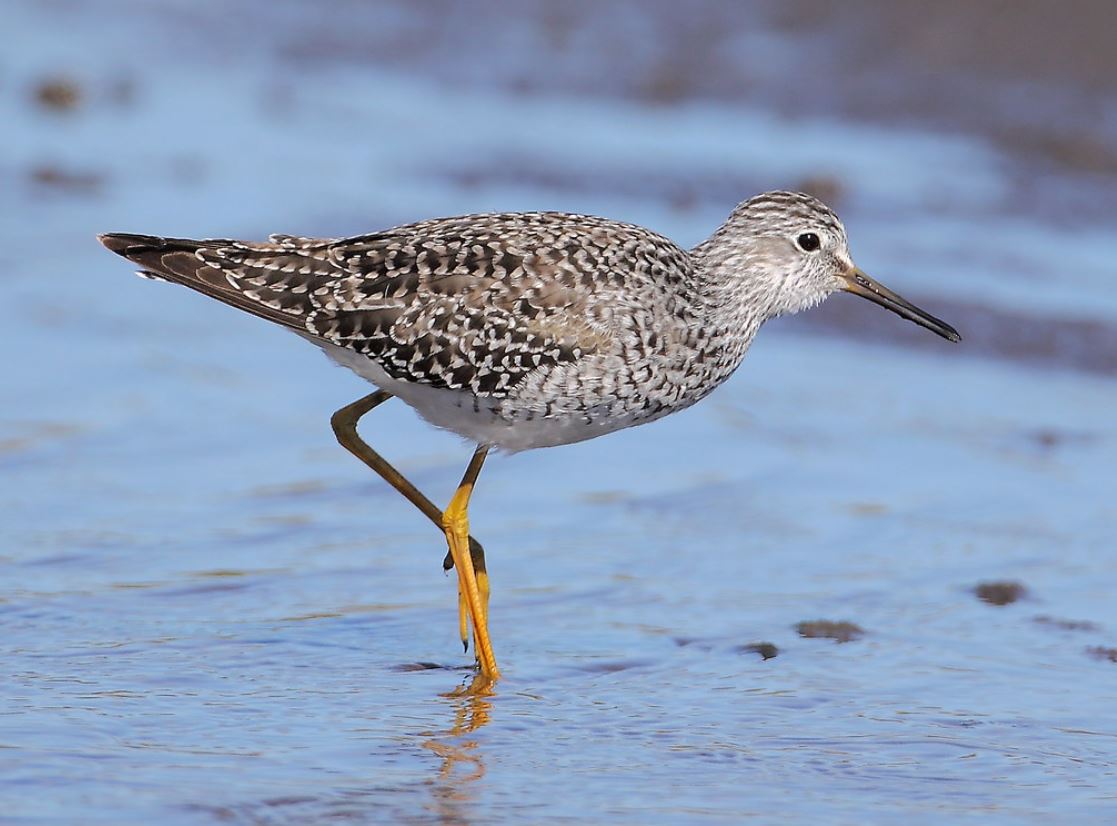  p>小黄脚鹬(学名: i>tringa flavipes /i>),是丘鹬科鹬属的一种动物.