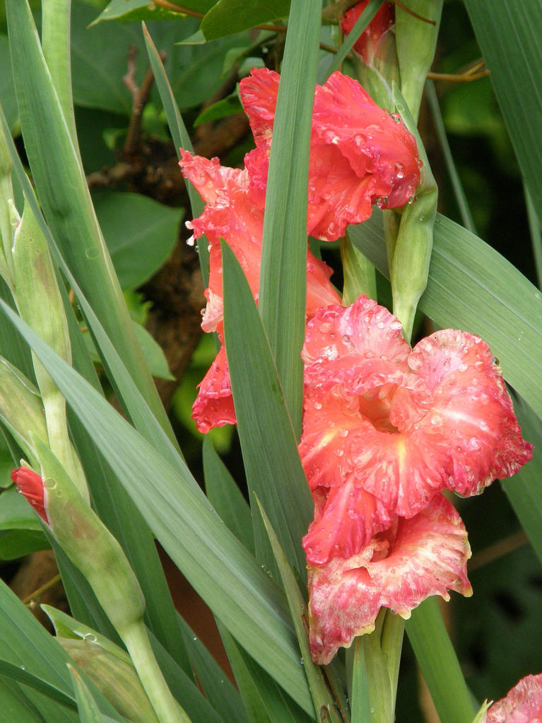  p>唐菖蒲属( a href="#" data-lemmaid="8074290">学名 /a>