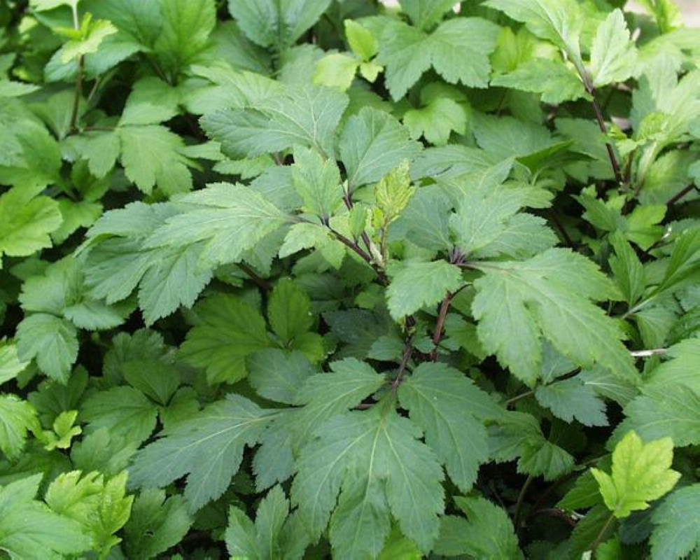 m. hu)是报春花科珍珠菜属植物,多年生草本,无横走的根状茎.