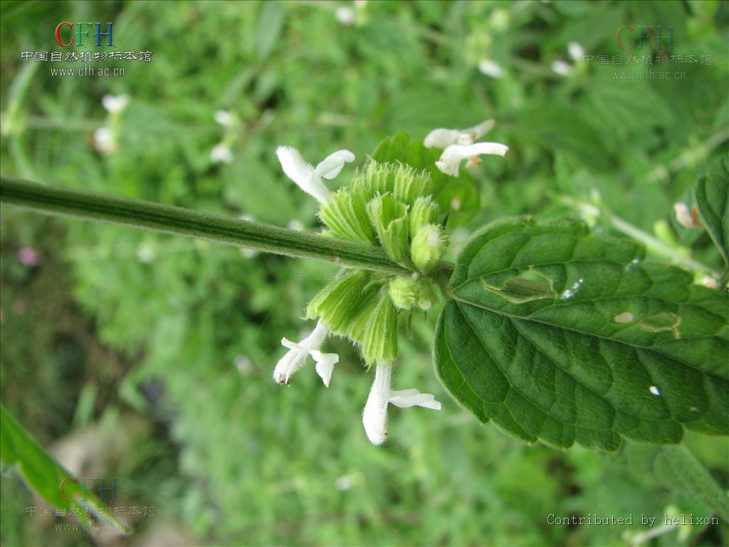  p>绣球防风,中药名.