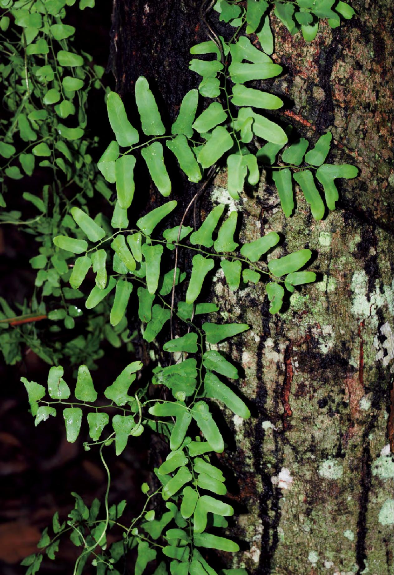 brown)是海金沙科,海金沙属植物.