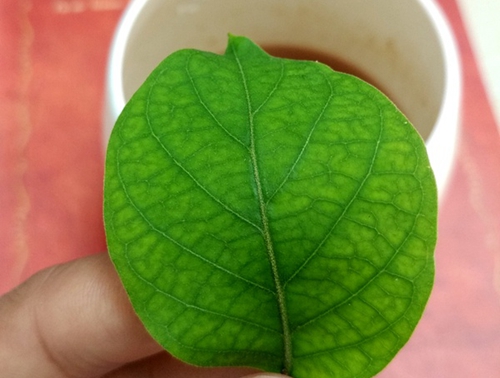  p>宽叶匙羹藤(学名:gymnema latifolium),是 a href="#" data-lemma