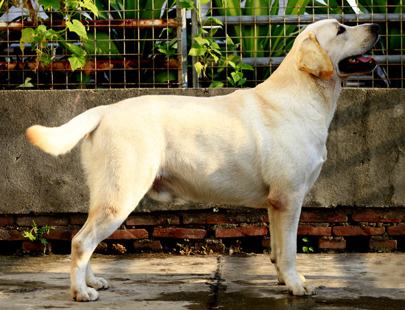 拉布拉多犬纯种