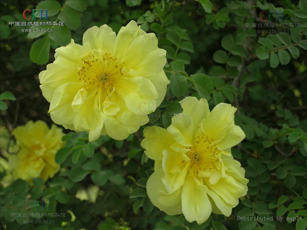  p>黄刺玫,拉丁学名: rosa xanthina lindl,落叶灌木.