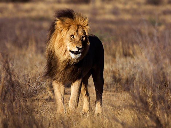  p>国兽( b>national animals /b>):与 a href="#" data-lemmaid="