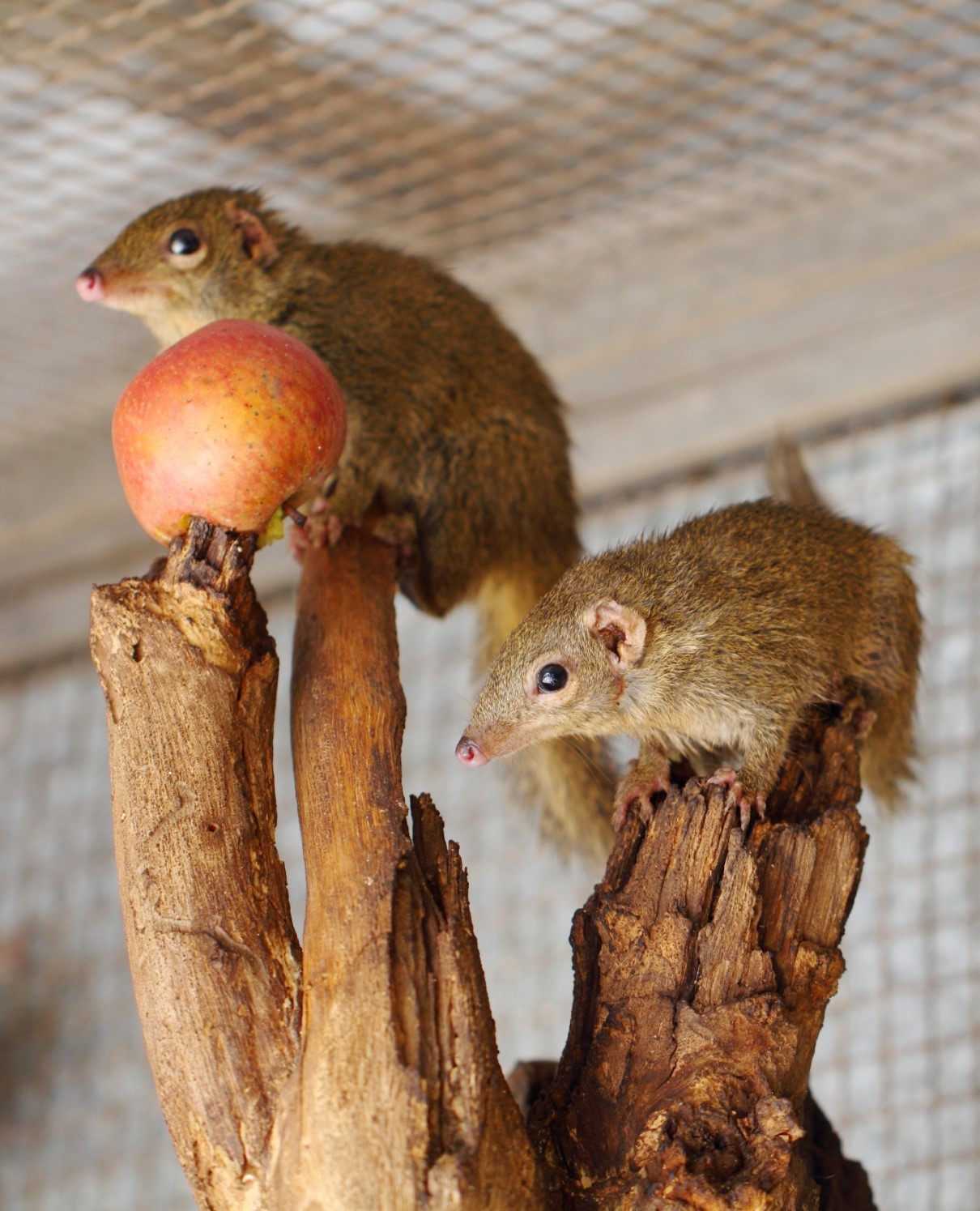  p>树鼩(学名: i>tupaia belangeri /i>)是树鼩科树鼩属动物.