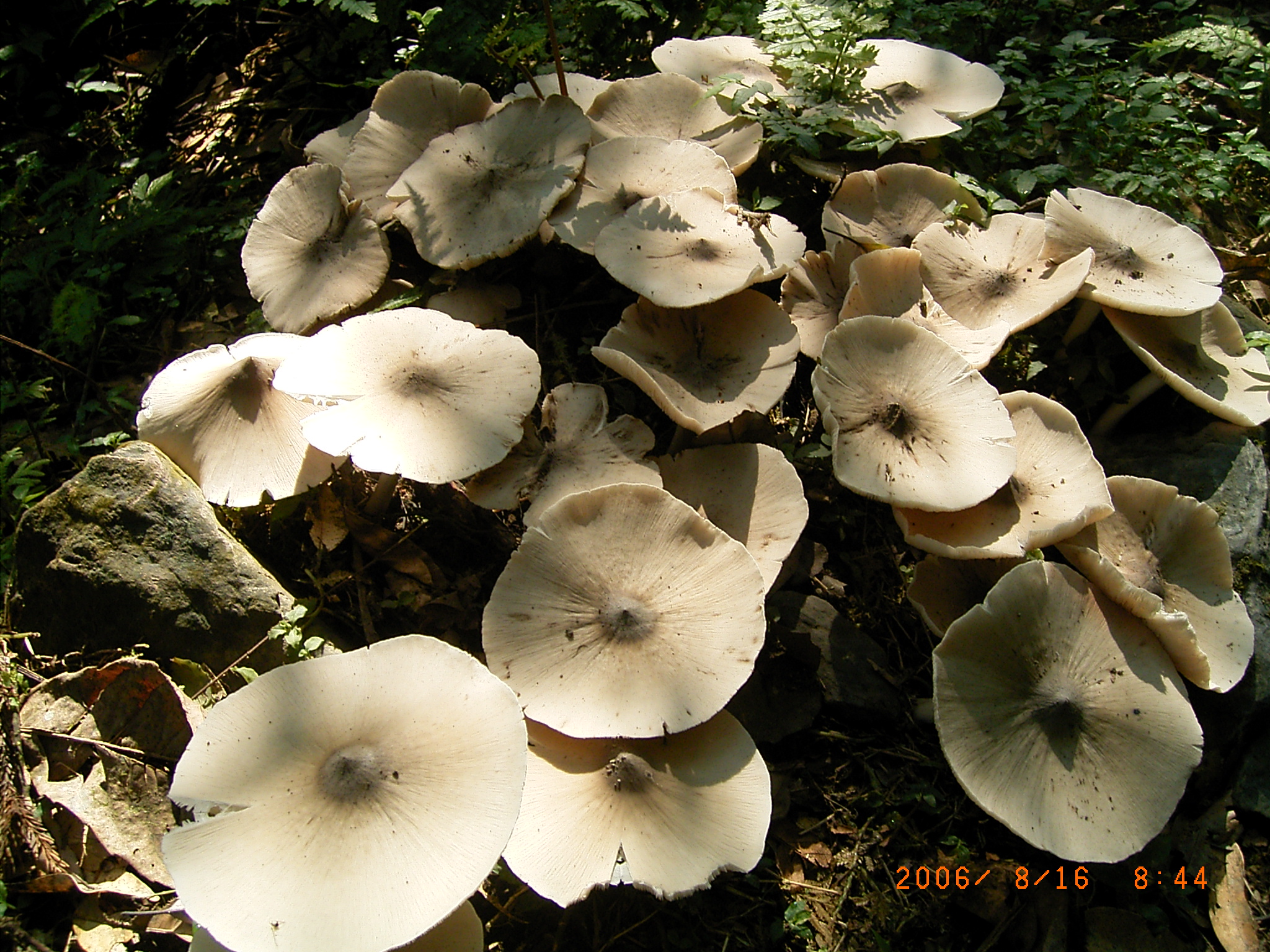  p> a href="#" data-lemmaid="6258297">鞭毛菌亚门 /a>的 1纲.