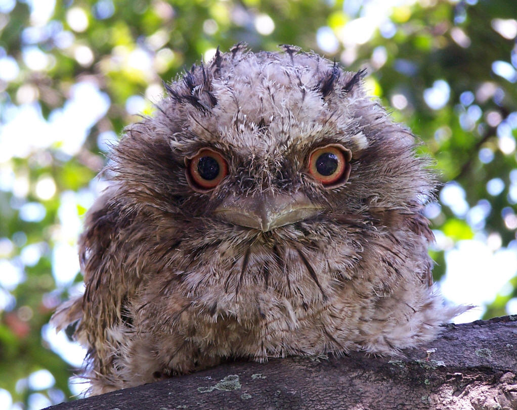  p>蛙嘴夜鹰frogmouth, a target="_blank" href="/item/夜鹰目