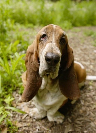 basset hound
