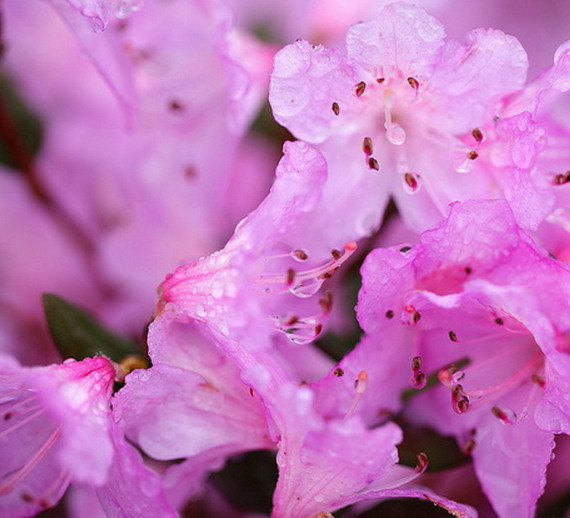  p>丁香杜鹃(学名: i>rhododendron farrerae /i> tate ex sweet)