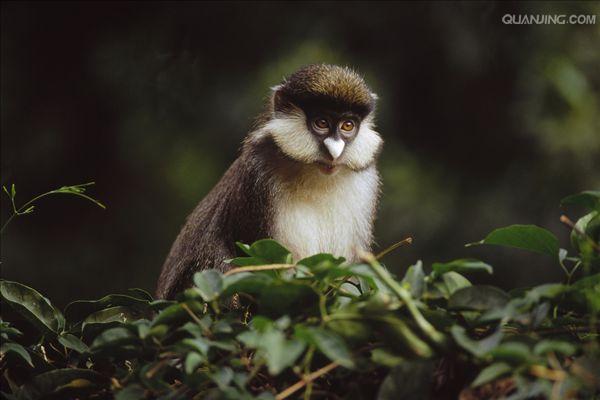 black-cheeked white-nosed monkey
