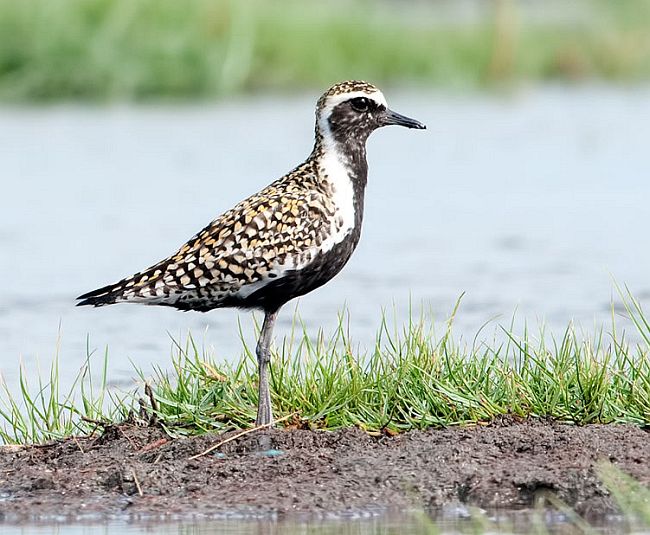  p>金鸻(学名: i>pluvialis fulva /i>):属中型 a target="_blank"