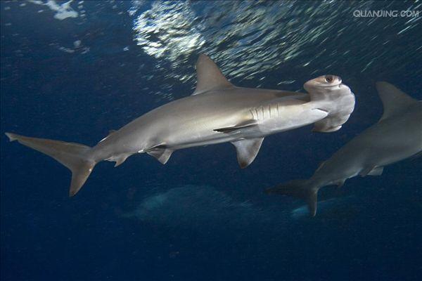  p>路氏双髻鲨,学名: i> /i> i>sphyrna lewini /i> (griffith et