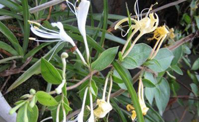  p>玉簪叶韭(学名: i>allium funckiaefolium /i>)是 a href="#" data