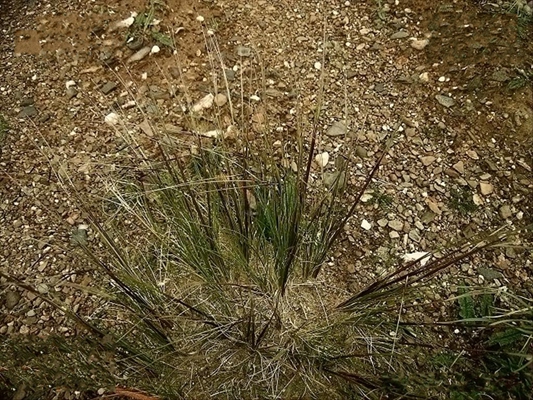  p>紫花针茅(学名: i>stipa purpurea /i> griseb.