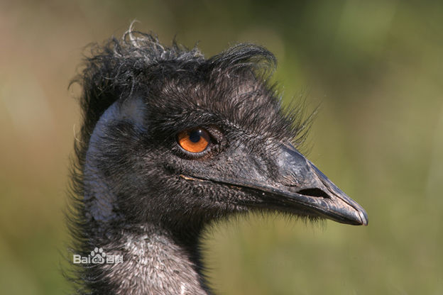 dromiceius novae-hollandiae