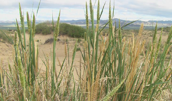  p>赖草属是被子植物门小麦族下的一个属,约30余种,分布于北半球温寒