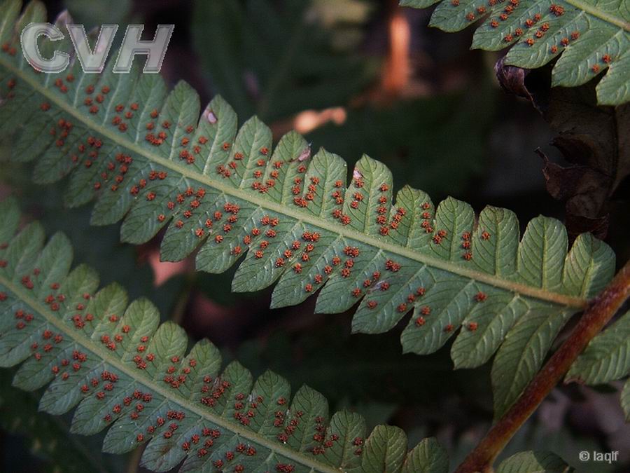  p>长根金星蕨(学名: i>parathelypteris beddomei /i> (bak.