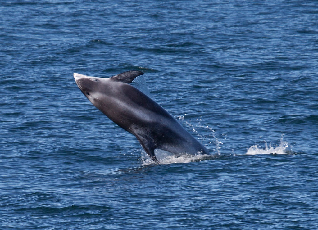  p>白喙斑纹海豚(学名: i>lagenorhynchus albirostris /i>)体型大而