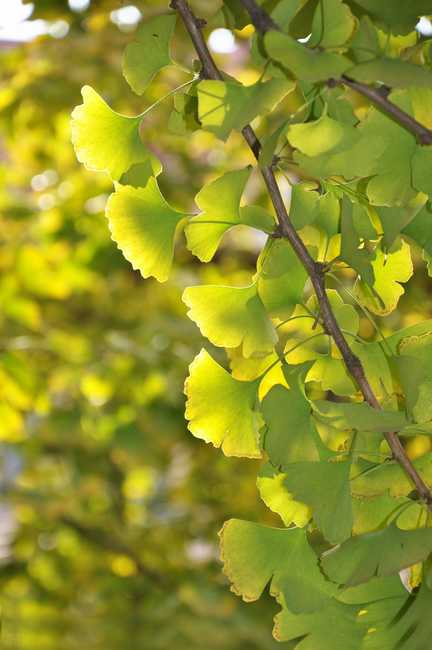  p>银杏(学名: i>ginkgo biloba  /i> l.)是银杏科,银杏属植物.