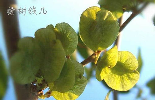 榆树钱