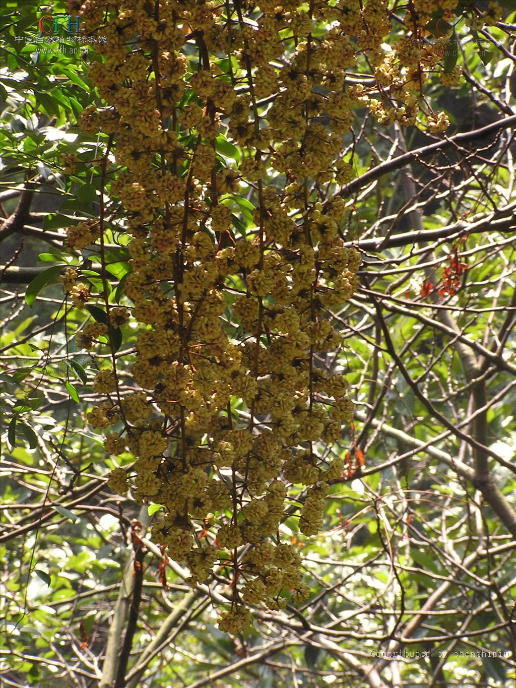  p>幌伞枫属(学名:heteropanax seem.