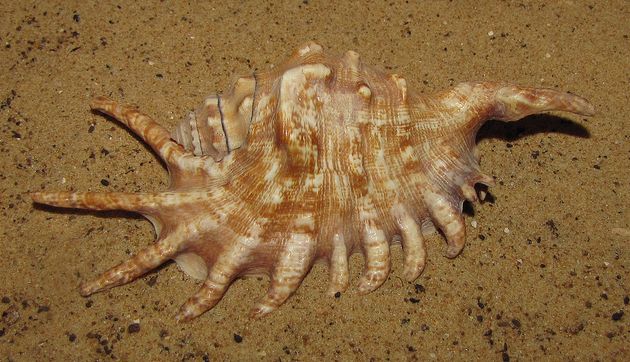 lambis scorpius millepeda