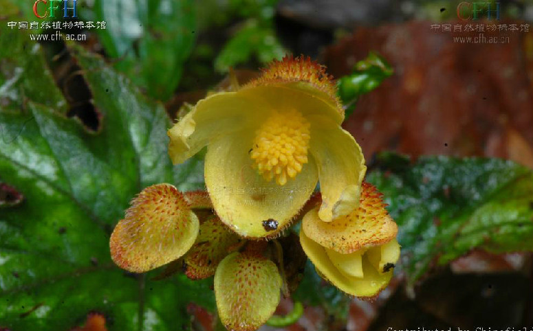  p>黄花秋海棠(学名: i>begonia flaviflora /i> hara)是秋海棠科,秋