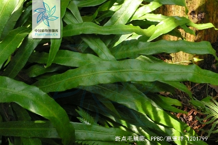 tricholepidium maculosum (christ) ching